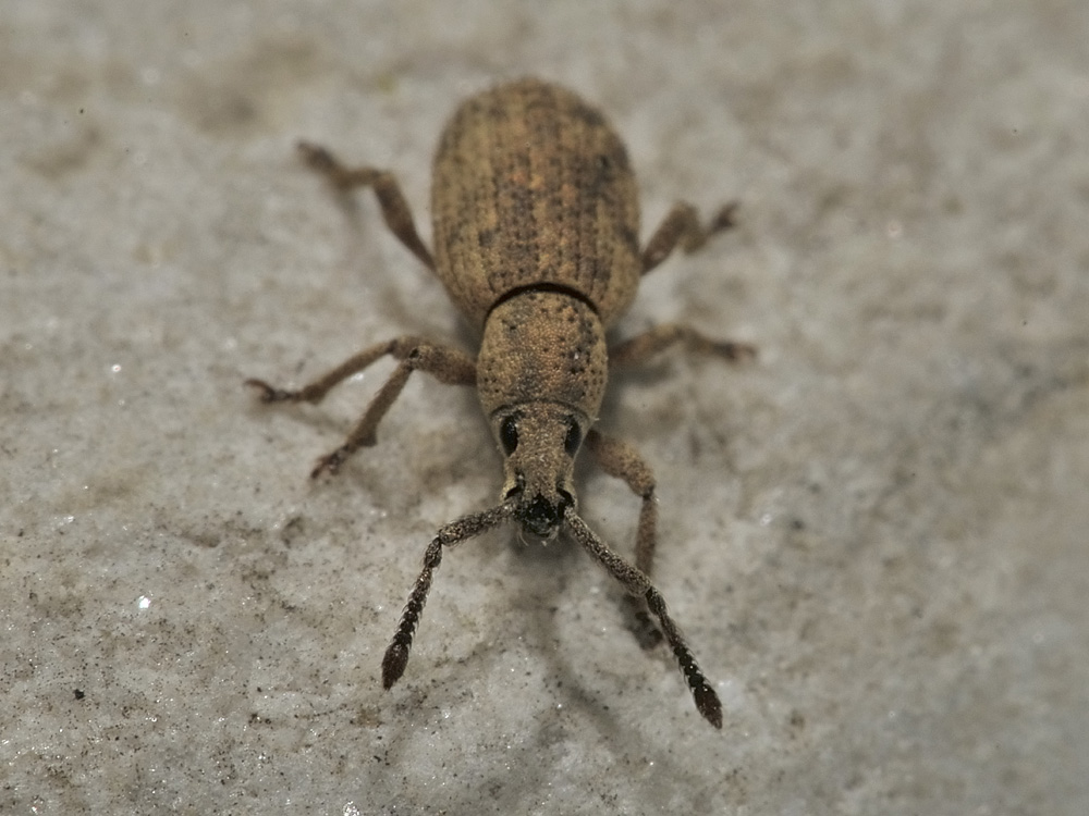 Curculionidae: Simo hirticornis?  S  !